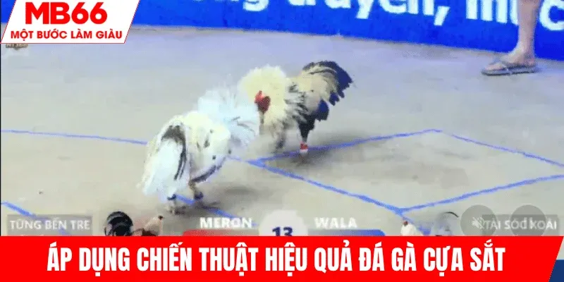 ap-dung-chien-thuat-da-ga-cua-sat