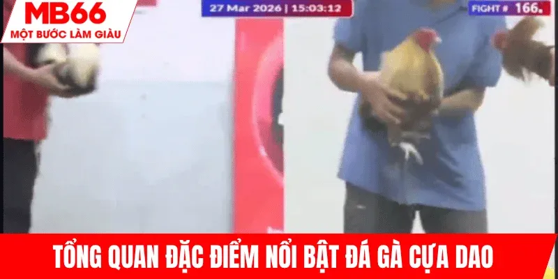 trai-nghiem-uu-diem-da-ga-cua-dao